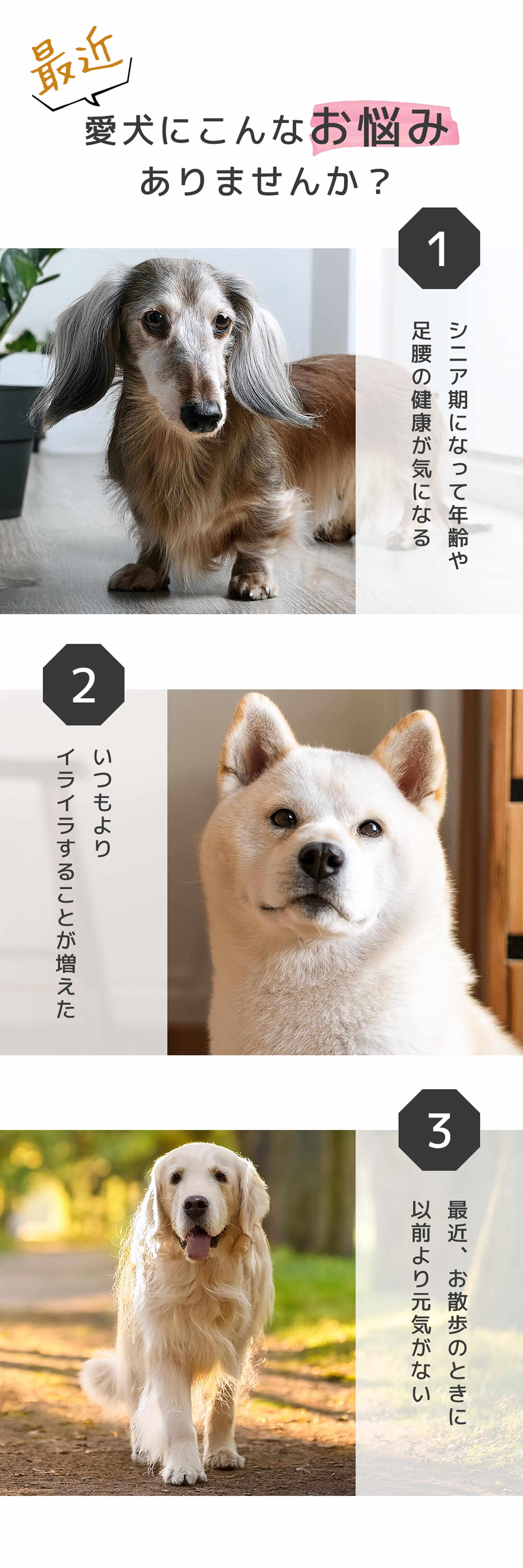 最近愛犬にこんなお悩みありませんか？　1.シニア期になって年齢や足腰の健康が気になる　2.いつもよりイライラすることが増えた　3.最近、お散歩のときに以前より元気がない