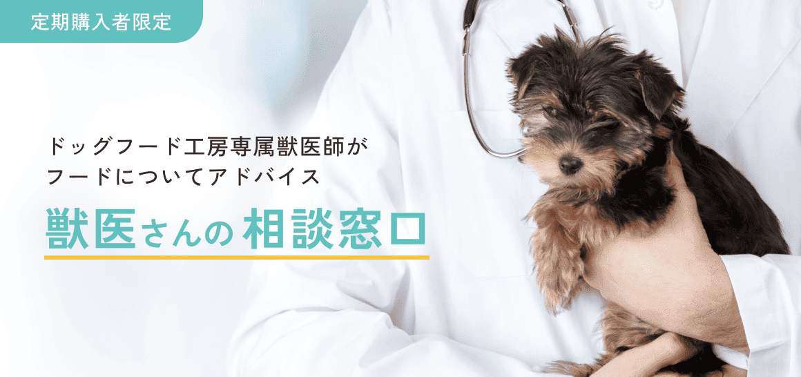 定期購入者限定　獣医さんの相談窓口　ドッグフード工房専属獣医師がフードについてアドバイス