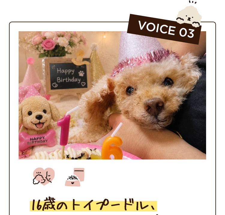 VOICE 03　16歳のトイプードル、ハイシニア期でも完食中です