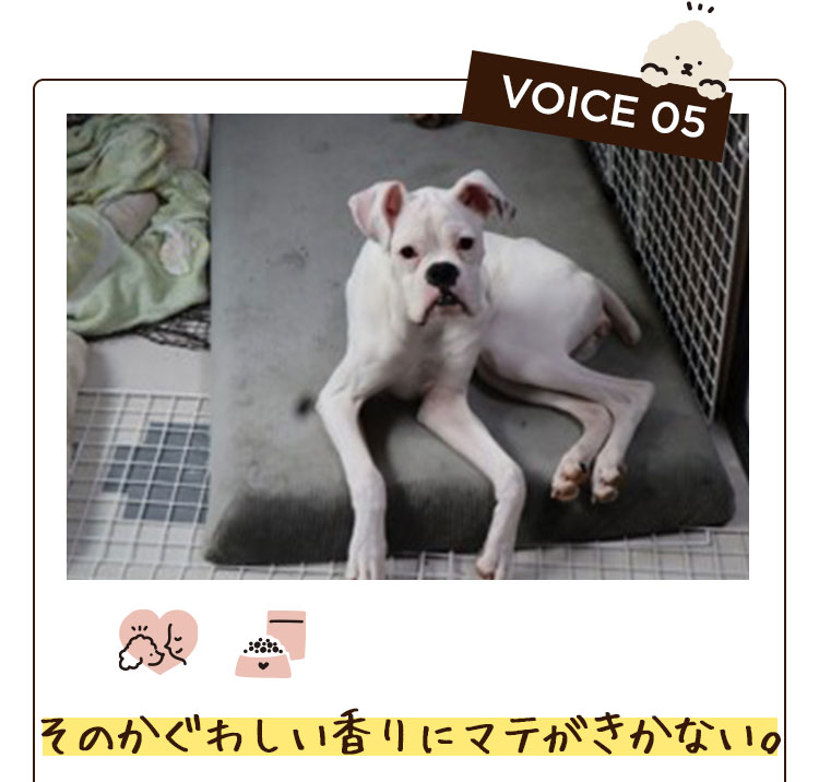 VOICE 05　そのかぐわしい香りにマテがきかない。